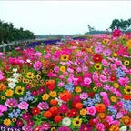 Perennial Wildflower Seeds Mix – 30-60 Varieties, Heirloom Quality, Easy to Grow, Gift-Ready