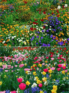 Perennial Wildflower Seeds Mix – 30-60 Varieties, Heirloom Quality, Easy to Grow, Gift-Ready