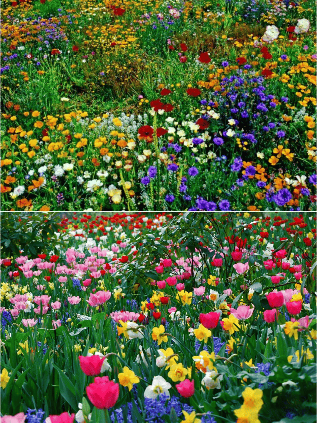 Perennial Wildflower Seeds Mix – 30-60 Varieties, Heirloom Quality, Easy to Grow, Gift-Ready